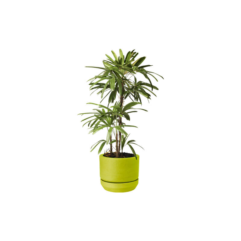 indoor-plants-20_2 (Demo)